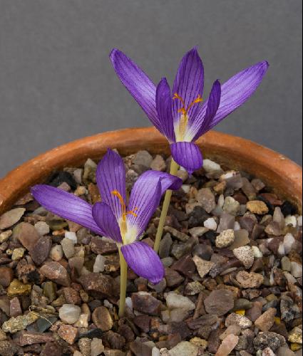 Crocus autranii